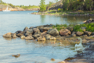 A white swan cleaning it’s feathers on the seashore on Kuninkaansaari island on a sunny summer day in Southern Finland