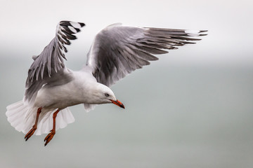Seagull coming in to land