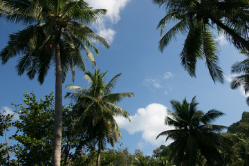 Fototapeta na wymiar Scenic view of palm trees and cloudy sky, Phuket, Thailand