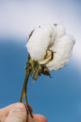 Field of cotton in the countryside ready for harvesting.