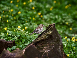 old rotten stump and a small bird on it. Fringilla coelebs. Green background