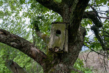 Old birdhouse up on tree branches outdoors