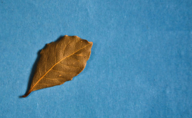Bay leaf on blue background