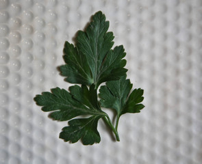 the leaves of parsley on white background