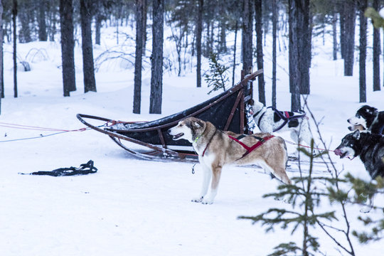 sledding huskies during a break from an expedition in the snow