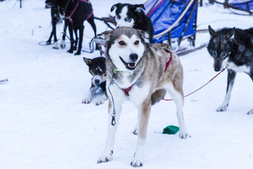 sledding huskies during a break from an expedition in the snow