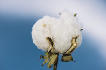 Field of cotton in the countryside ready for harvesting.