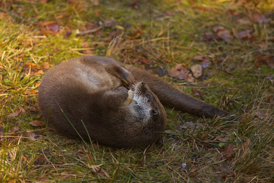 Otter lying around