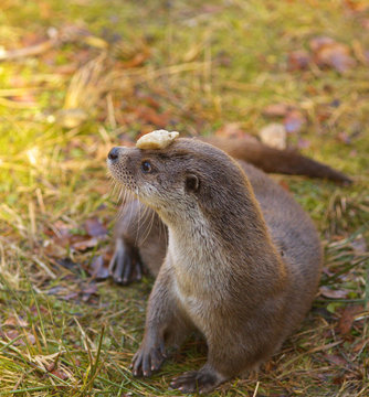 Otter with a small stone on its head