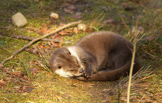 Otter resting on the grass
