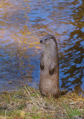 Standing otter with water on background