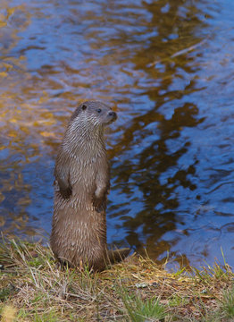 Standing otter with water on background