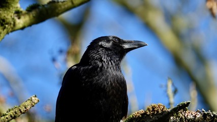 Schwarzer Rabe auf Baum sitzend, Nahaufnahme