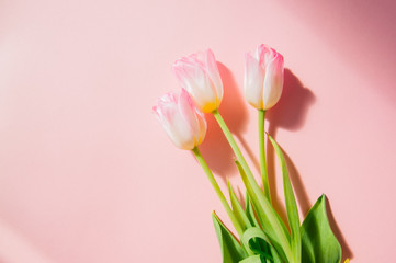 Three pink tulips on a pink background. Top view and copy space.