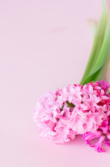 Pink hyacinth flowers on a pink backdrop. Top view and copy space.