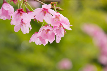 Obraz premium 満開のピンクの桜の花