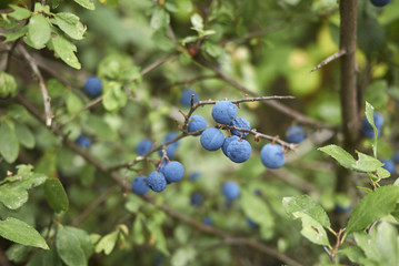 Prunus spinosa