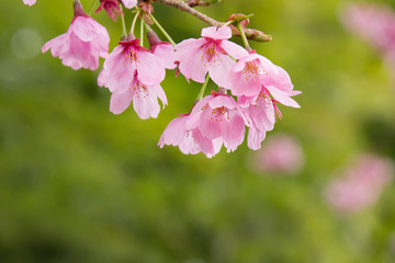 Obraz premium 満開のピンクの桜の花