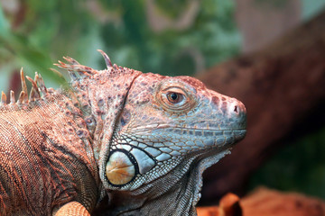 Closeup Of An Iguana Resting On A Tree.