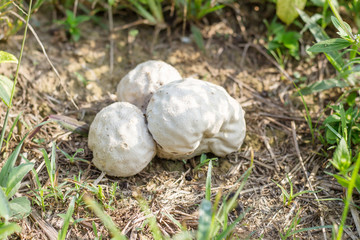 brain puffball or skull-shaped puffball mushroom.