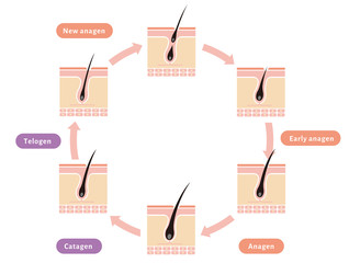 Normal hair cycle illustration (english) - obrazy, fototapety, plakaty