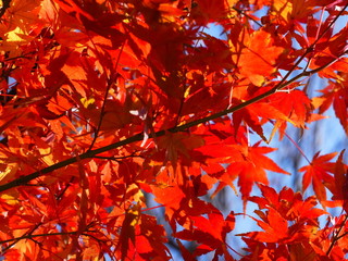 紅葉したモミジ