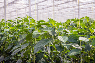 Young paprika plants in a Dutch greenhouse