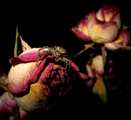Spider on a dried rose on a black background, isolate