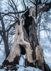 Fototapeta na wymiar The old, lightning-studded tree in the winter in the fog