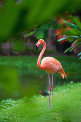 The pink Caribbean flamingo goes on water. Pink flamingo goes on a swamp © Yarkovoy