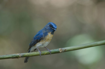 Blue-throated Blue Flycatcher  (Cyornis rubeculoides) on a branch in nature Thailand