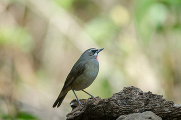 Siberian Rubythroat bird (luscinia Sibilans) in nature Thailand