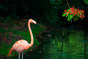 The pink Caribbean flamingo goes on water. Pink flamingo goes on a swamp