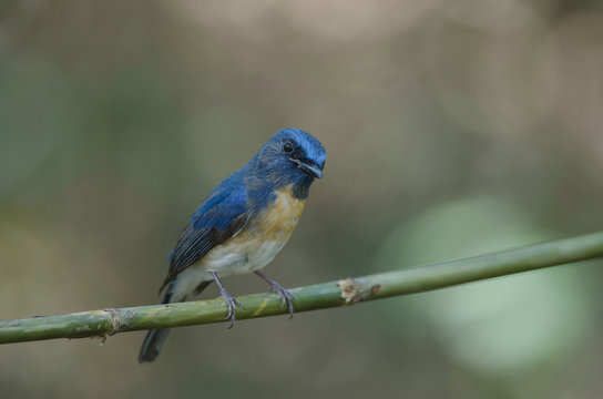 「Cyornis」の画像 945 件の Stock 写真、ベクターおよびビデオ Adobe Stock