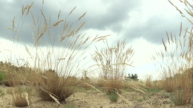 Area of a unique biotope community on open sandy sand on the northern edge of the Pannonian Lowland with a number of protected National Natural Monument of Vate Pisky, grass Festuca fescue