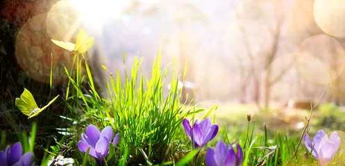 Foto auf Acrylglas Frühling abstrakter Naturfrühling Hintergrund  Frühlingsblume und Schmetterling