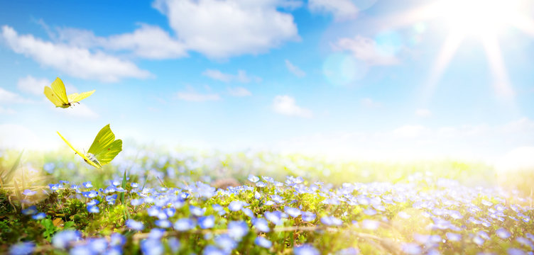 Easter background with fresh spring flowers

