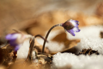 Hepatic creeper, also Hepatica nobilis Schreb., Is a perennial low herb growing in deciduous forests of temperate Europe. 