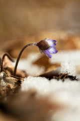 Hepatic creeper, also Hepatica nobilis Schreb., Is a perennial low herb growing in deciduous forests of temperate Europe. 