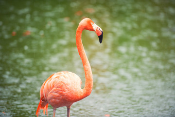The pink Caribbean flamingo goes on water. Pink flamingo goes on a swamp