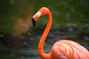The pink Caribbean flamingo goes on water. Pink flamingo goes on a swamp