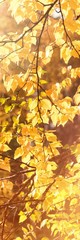 Fototapeta na wymiar Branch of maple leaves in autumn