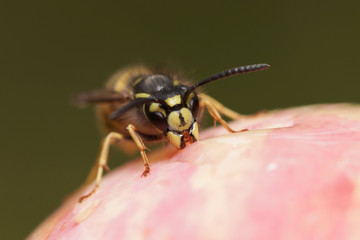 Close up of a wasp eating an apple.