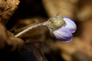 Hepatic creeper, also Hepatica nobilis Schreb., Is a perennial low herb growing in deciduous forests of temperate Europe. 