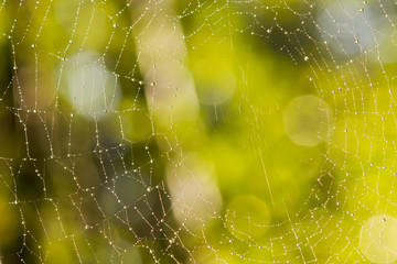 spider web with morning rays.