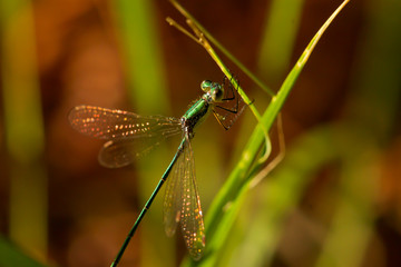 Dragonfly clutching on to a blade of grass.