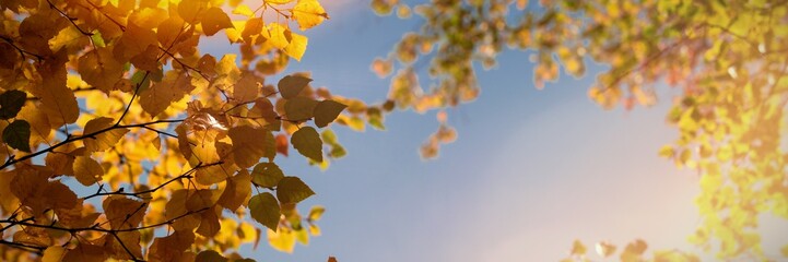 Branch of leaves in autumn
