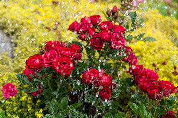 Bush of red roses  in the background of yellow small plants, floriculture concept