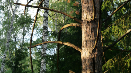 a tree under the sunlight