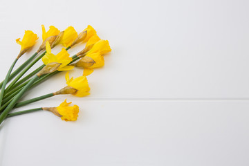Yellow daffodils isolated.